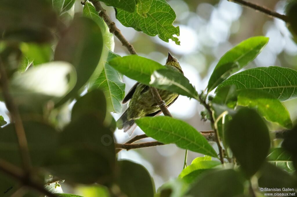 Cotinga à poitrine d'or femelle adulte