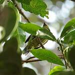 Cotinga à poitrine d'or