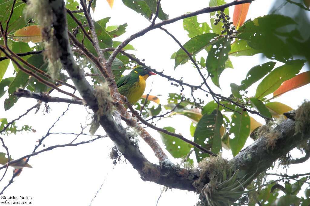 Cotinga à poitrine d'or mâle adulte nuptial