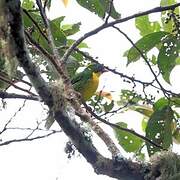 Cotinga à poitrine d'or