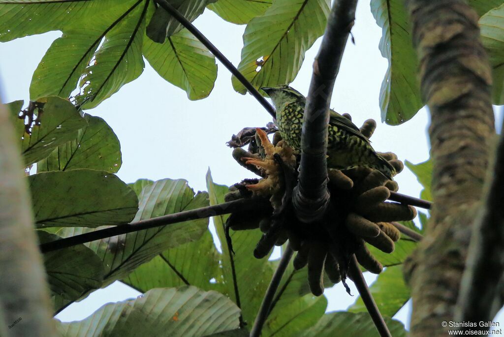 Cotinga écailléadulte