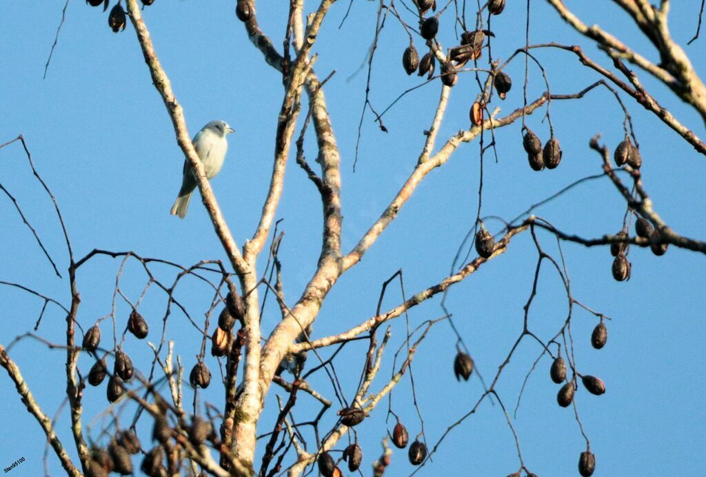 Snowy Cotinga male adult