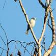 Cotinga neigeux