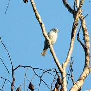 Snowy Cotinga