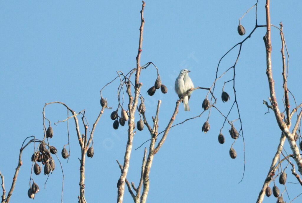 Cotinga neigeux mâle adulte