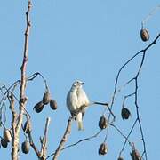 Snowy Cotinga