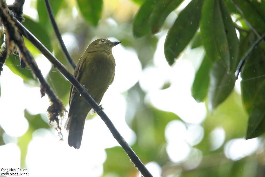 Cotinga olivâtre adulte, nuptial, habitat