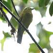 Cotinga olivâtre