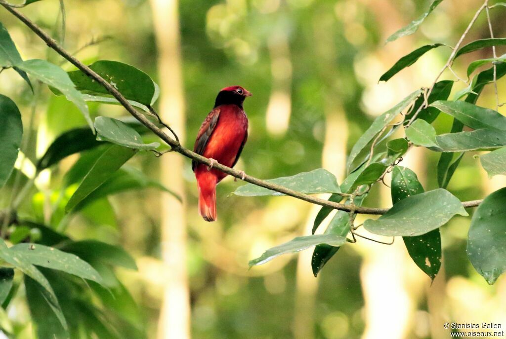 Guianan Red Cotinga Phoenicircus Carnifex Male Adult Stan
