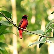 Guianan Red Cotinga