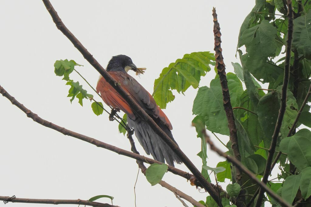 Blue-headed Coucaladult