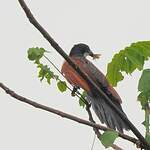 Coucal à nuque bleue