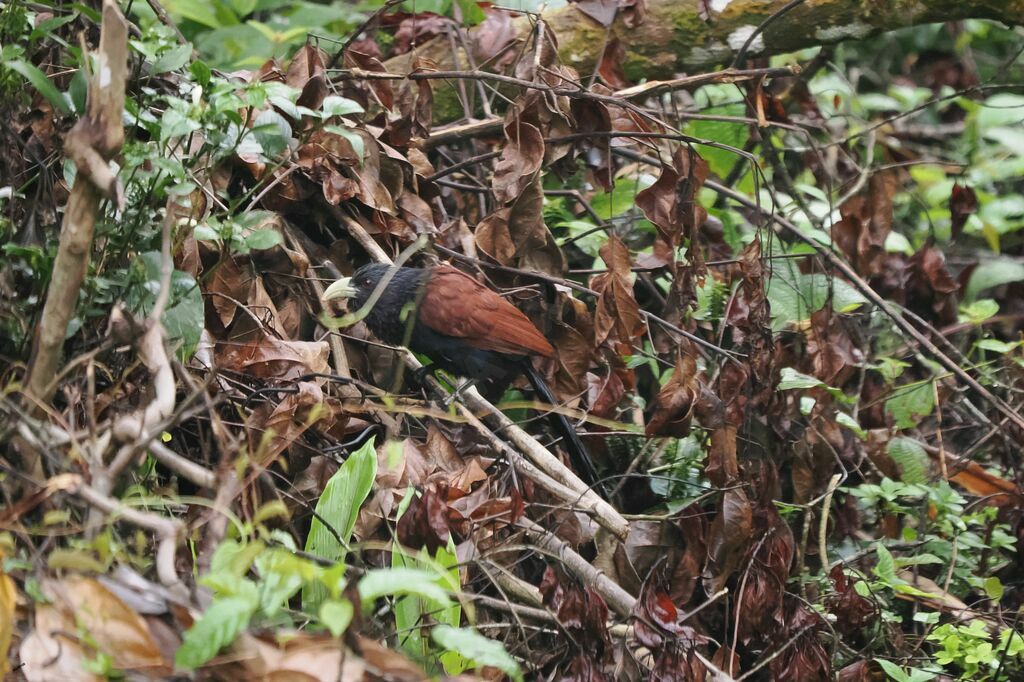 Green-billed Coucaladult, habitat