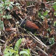 Green-billed Coucal