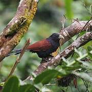 Green-billed Coucal