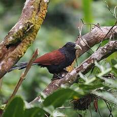 Coucal de Ceylan