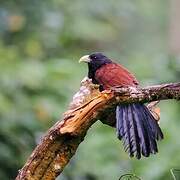 Green-billed Coucal