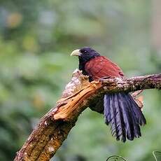 Coucal de Ceylan