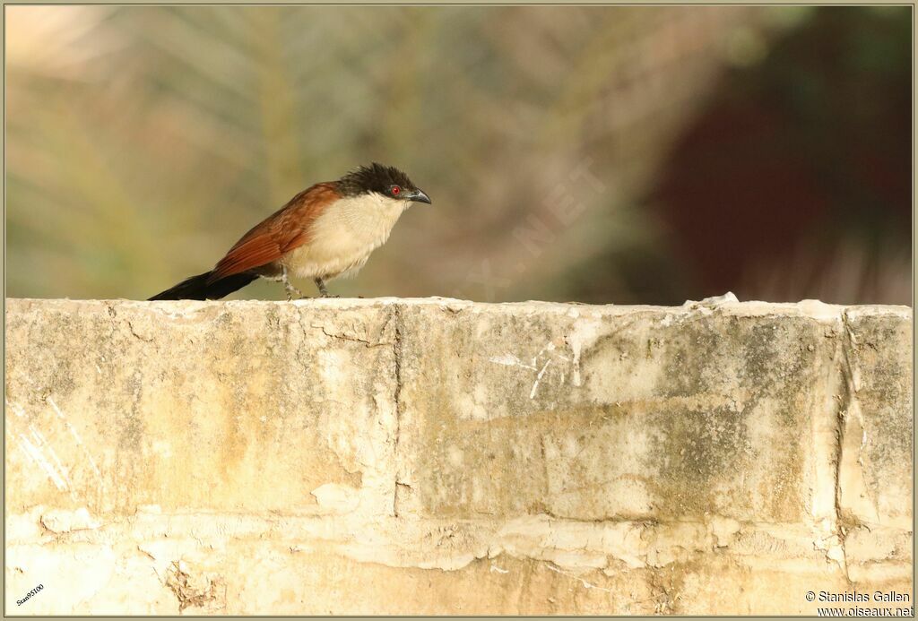 Coucal du Sénégal