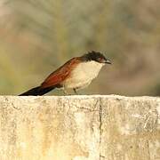 Senegal Coucal