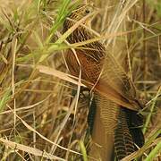 Coucal noir