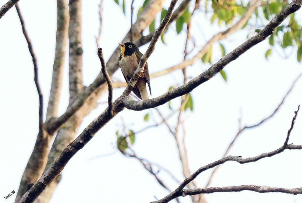 Yellow-throated Cuckoo male adult breeding