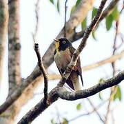 Yellow-throated Cuckoo