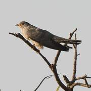 African Cuckoo