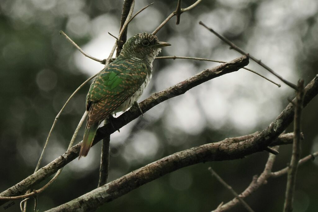 Klaas's Cuckoo male adult transition