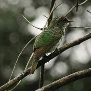 Klaas's Cuckoo