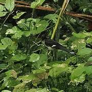 Levaillant's Cuckoo