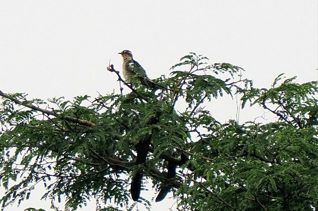 Diederik Cuckoo male adult breeding