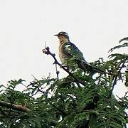 Diederik Cuckoo