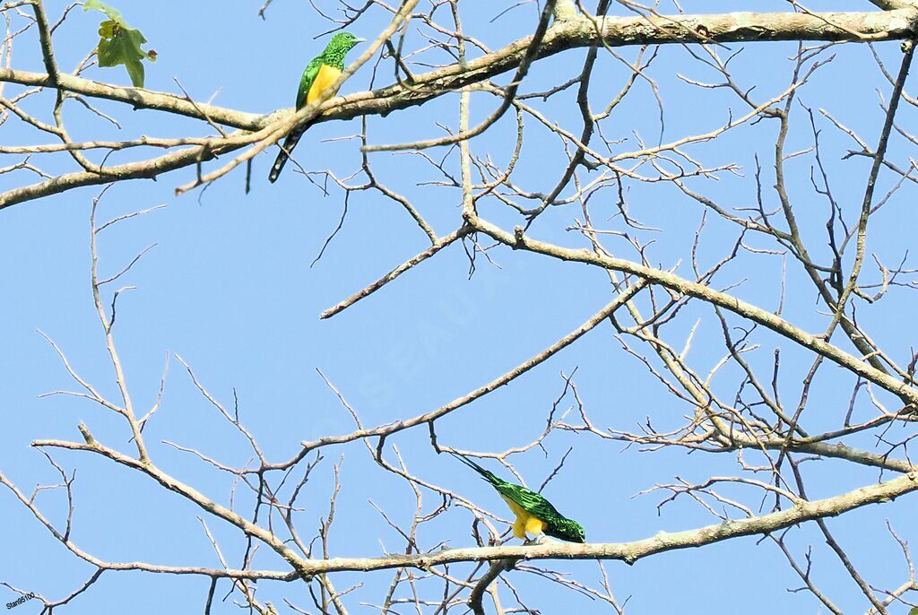 African Emerald Cuckooadult breeding, courting display