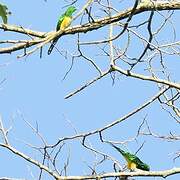 African Emerald Cuckoo