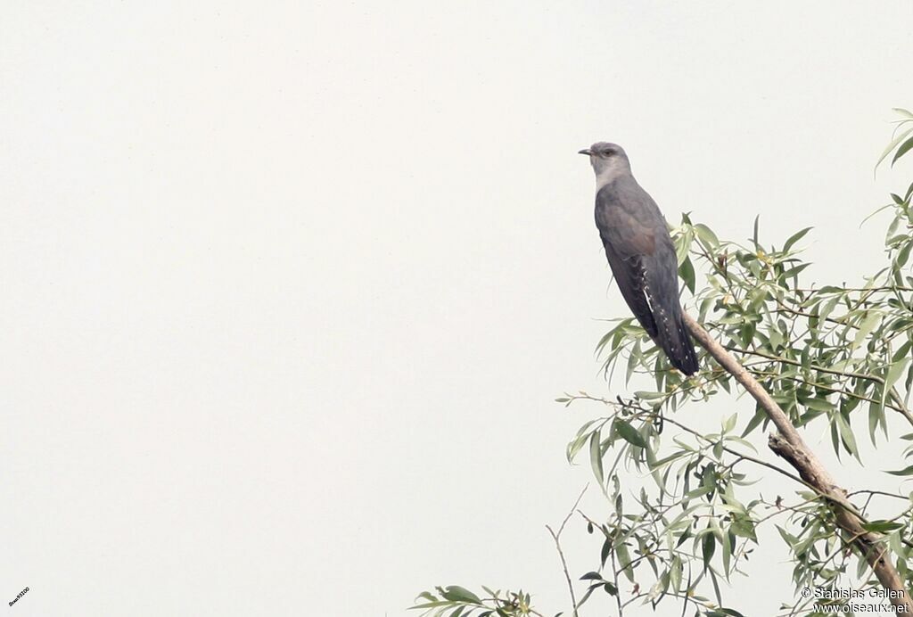 Common Cuckooadult