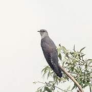 Common Cuckoo