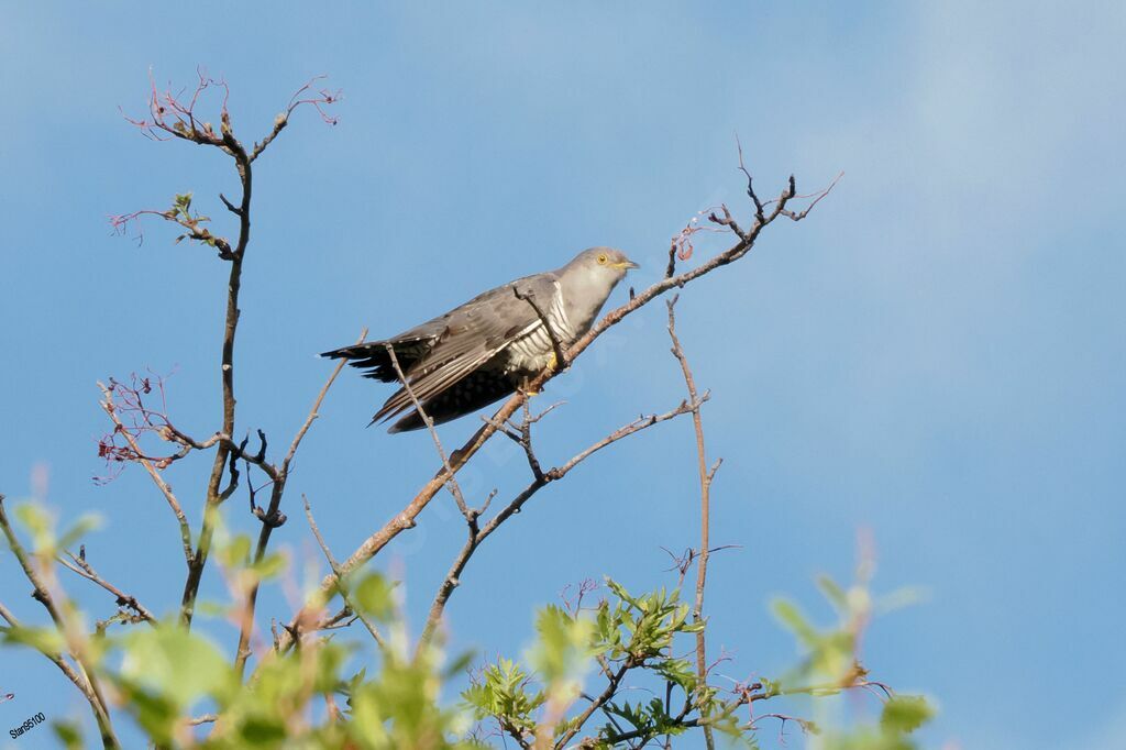 Common Cuckoo male adult breeding, song