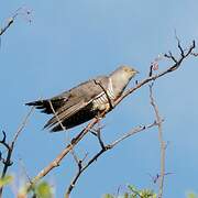 Common Cuckoo