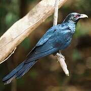 Asian Koel