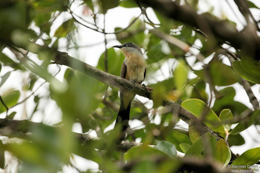 Dark-billed Cuckooadult breeding