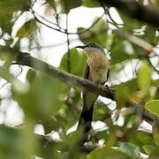 Dark-billed Cuckoo