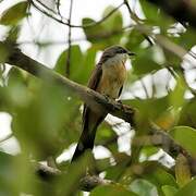 Dark-billed Cuckoo