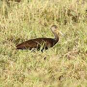 Limpkin