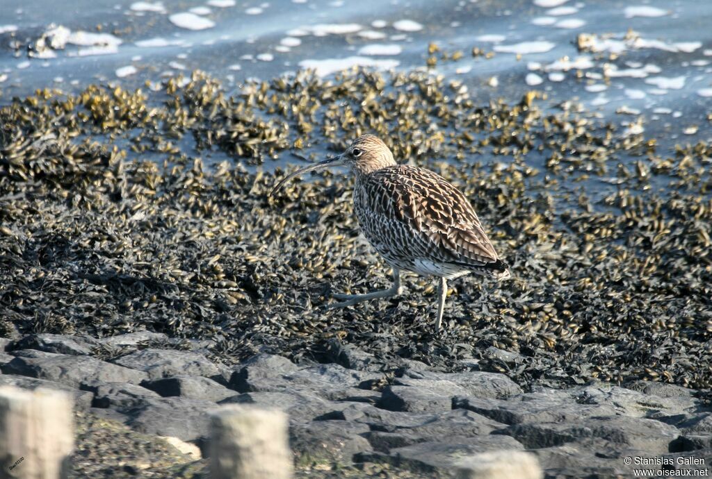 Eurasian Curlewadult breeding