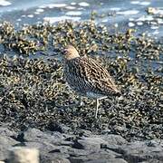 Eurasian Curlew