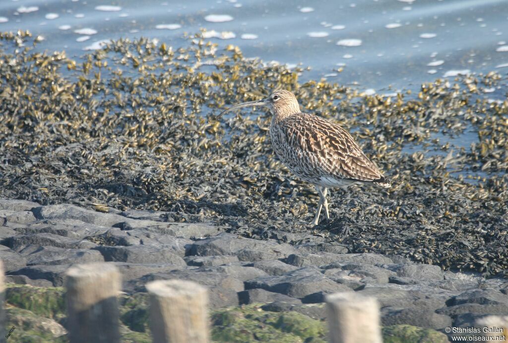 Eurasian Curlewadult breeding, walking