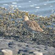 Eurasian Curlew