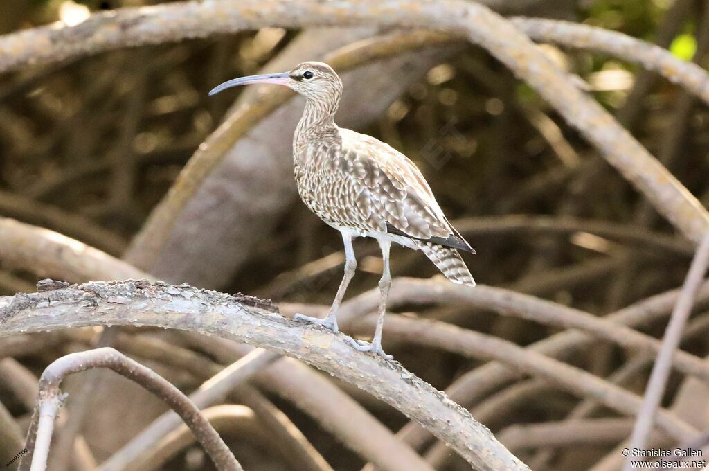 Eurasian Whimbreladult post breeding