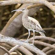 Eurasian Whimbrel